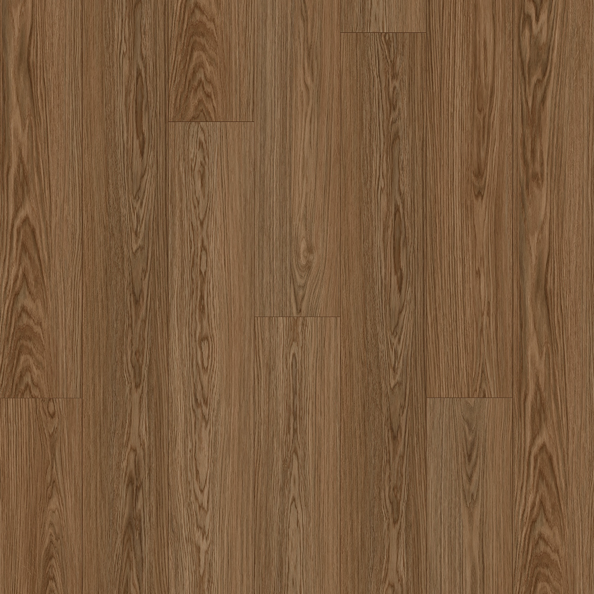 Sequoia